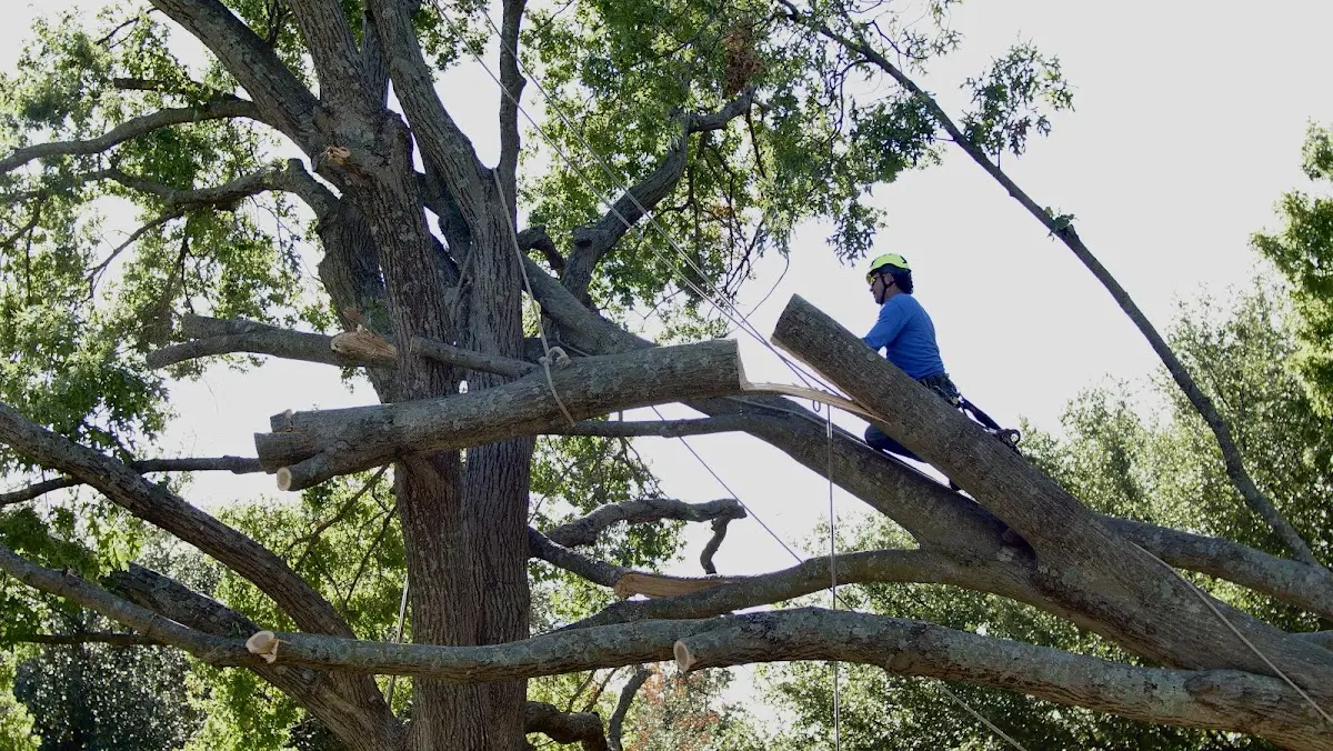 Professional Hazardous Tree Removal performed by certified arborists in Duncan